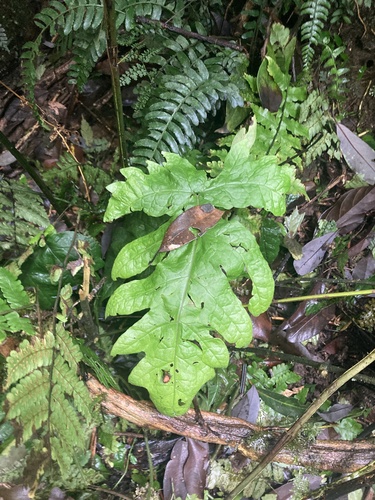 Tectaria griffithii