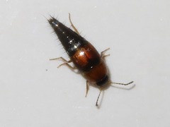 Tachyporus dispar