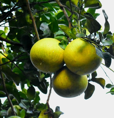Citrus maxima