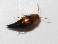 Tachyporus dispar