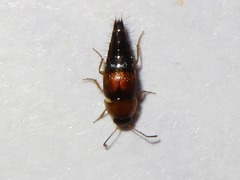 Tachyporus dispar