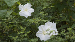 Ipomoea alba