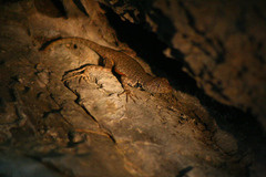 Sceloporus gadoviae