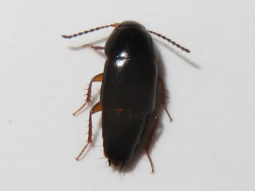 Tachinus rufipes, Leidschendam, Nederland, photo 7 of 10
