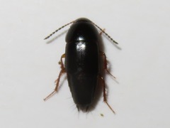 Tachinus rufipes