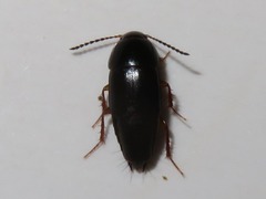 Tachinus rufipes