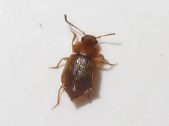 Anthobium unicolor