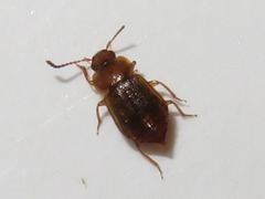 Anthobium unicolor