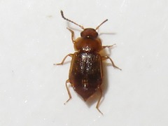 Anthobium unicolor