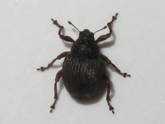 Rhinoncus leucostigma