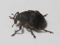 Rhinoncus leucostigma