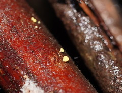 Lachnum pteridophyllum