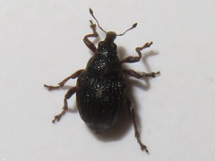 Rhinoncus leucostigma