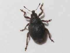 Rhinoncus leucostigma