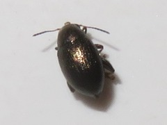 Chaetocnema hortensis