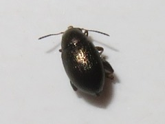 Chaetocnema hortensis