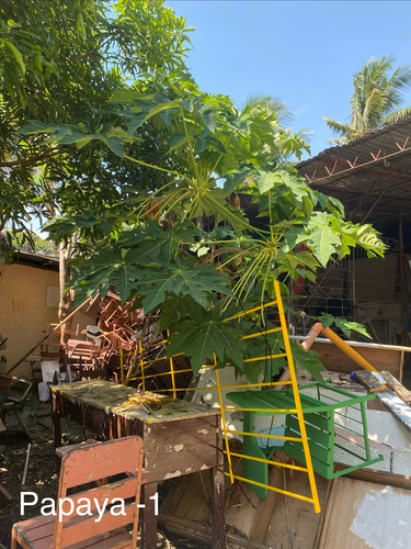 Papaya