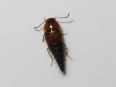 Tachyporus dispar