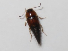 Tachyporus dispar