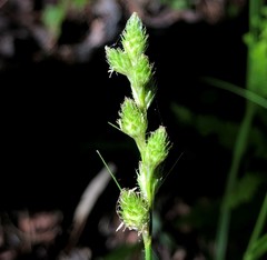 Carex alata