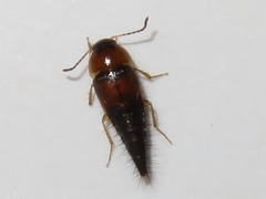 Tachyporus dispar