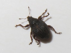 Rhinoncus leucostigma