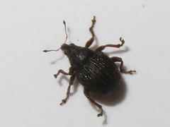 Rhinoncus leucostigma