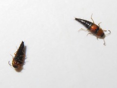 Tachyporus dispar