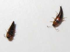 Tachyporus dispar