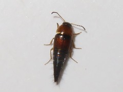 Tachyporus dispar
