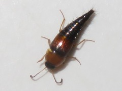 Tachyporus dispar