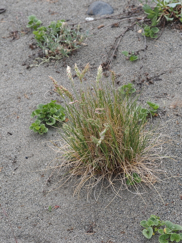 Poa macrantha