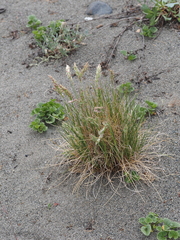 Poa macrantha