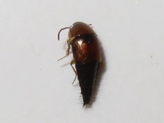 Tachyporus dispar