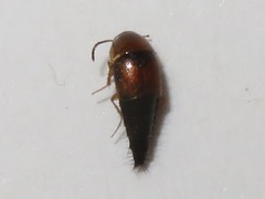 Tachyporus dispar