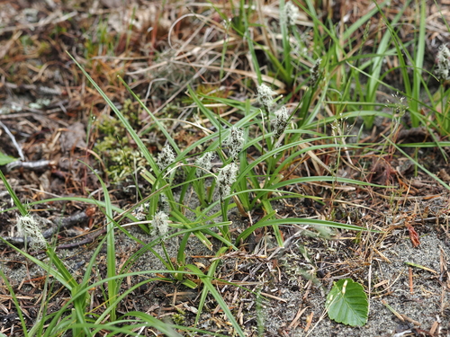 Carex pansa