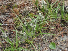 Carex pansa