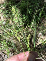 Carex alata