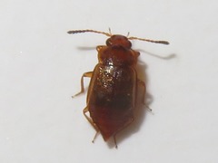 Anthobium unicolor