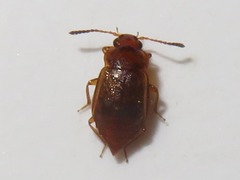 Anthobium unicolor