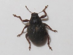 Rhinoncus leucostigma