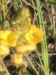 Alectra sessiliflora sessiliflora