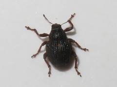 Rhinoncus leucostigma