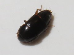 Tachinus corticinus