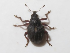 Rhinoncus leucostigma