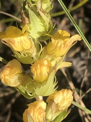 Alectra sessiliflora sessiliflora