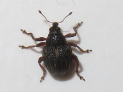 Rhinoncus leucostigma