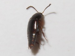 Tachinus corticinus