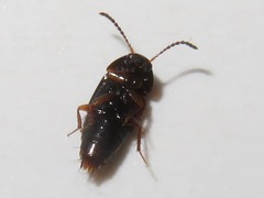 Tachinus corticinus