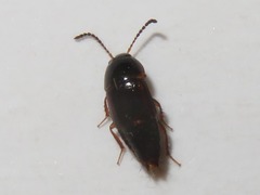 Tachinus corticinus
